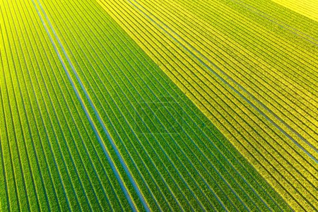 Foto de Drone vista de un campo de tulipanes. Paisaje desde el aire en Holanda. Filas en el campo. Vista desde arriba. Agricultura y cultivo de plantas. Fondo natural. - Imagen libre de derechos