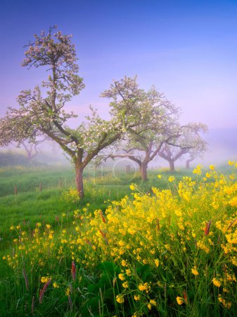 Foto de El bosque durante la niebla. Luz suave durante el amanecer. Árboles florecientes y hierbas con flores. Ambiente místico. Imagen para fondo y fondo de pantalla. - Imagen libre de derechos