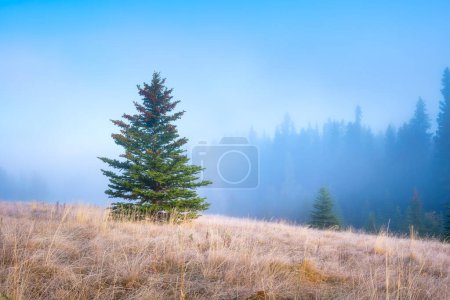 Téléchargez les photos : Foggy landscape at dawn. Sunbeams in a valley. Forest in a mountain valley at dawn. Pine trees in the fog. Sunlight in the forest. Wallpaper and background. Alberta, Canada. - en image libre de droit