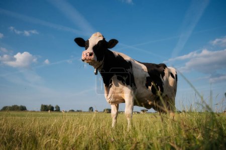 Foto de Agricultura. Granja. Animales domésticos en la granja. Vacas pastando en el prado. Animales en el fondo de un cielo despejado. Producción de alimentos. - Imagen libre de derechos
