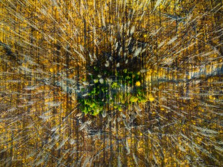 Téléchargez les photos : Vue par drone d'une forêt morte et sèche. Vue depuis un drone. Paysage aérien sur une forêt d'automne. Paysage avec lumière douce avant le coucher du soleil. Paysage d'automne. Fond naturel et papier peint. - en image libre de droit
