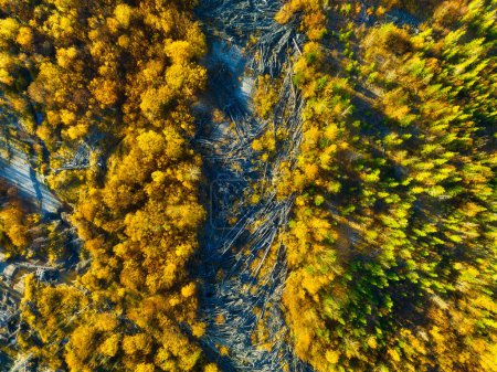 Téléchargez les photos : Drone view of a dead and young autumn forest. Landscape from the air on an fall forest. Landscape with soft light before sunset. Alberta, Canada. Wallpaper and background. - en image libre de droit