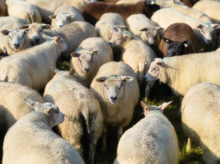 Foto de Un rebaño de ovejas. Ovejas en un prado. Agricultura. Animales en la granja. Producción de alimentos. Fondo de pantalla y fondo. - Imagen libre de derechos