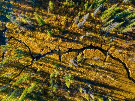 Photo for A drone view of the river in the woods. Drone view of the marsh. An aerial view of an autumn forest. Winding river among the trees. Landscape with soft light before sunset. - Royalty Free Image