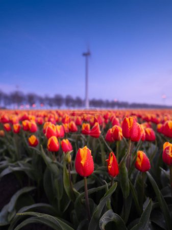 Téléchargez les photos : Un champ de tulipes au coucher du soleil. Une éolienne dans un champ aux Pays-Bas. Production d'énergie verte. Paysage avec des fleurs au coucher du soleil. Photo pour papier peint et fond d'écran. - en image libre de droit