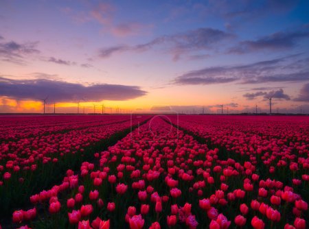 Photo for Netherlands. A field of tulips during sunset. Rows on the field. Landscape with flowers during sunset. Photo for wallpaper and background. - Royalty Free Image