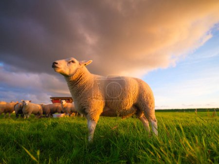 Foto de Ovejas en un prado durante una puesta de sol brillante. Agricultura. Animales en la granja. Producción de alimentos. Fondo de pantalla y fondo. - Imagen libre de derechos