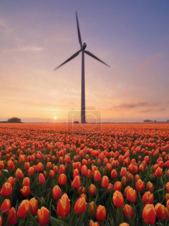 Foto de Un campo de tulipanes al atardecer. Un generador eólico en un campo en los Países Bajos. Producción de energía verde. Paisaje con flores al atardecer. Foto para fondo de pantalla y fondo. - Imagen libre de derechos