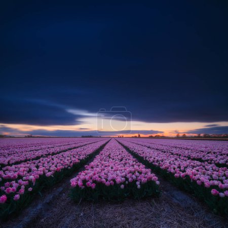 Téléchargez les photos : Pays-Bas. Un champ de tulipes au coucher du soleil. Des rangées sur le terrain. Agriculture en Hollande. Paysage avec des fleurs au coucher du soleil. Photo pour papier peint et fond d'écran. - en image libre de droit