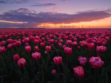 Foto de Países Bajos. Un campo de tulipanes al atardecer. Filas en el campo. Paisaje con flores al atardecer. Foto para fondo de pantalla y fondo. - Imagen libre de derechos