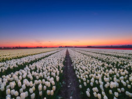 Photo for Netherlands. A field of tulips during sunset. Rows on the field. Agriculture in the Holland. Landscape with flowers during sunset. Photo for wallpaper and background. - Royalty Free Image