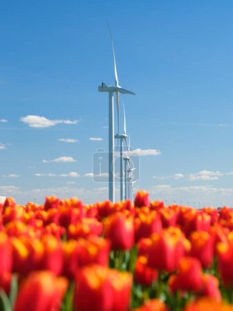 Foto de Campo con tulipanes y aerogeneradores. Un generador eólico en un campo en los Países Bajos. Producción de energía verde. Paisaje con flores durante el día. Foto para fondo de pantalla y fondo. - Imagen libre de derechos