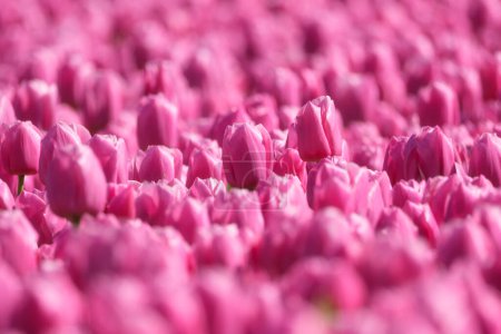 Foto de Tulipanes como fondo. Campo. Temporada de floración. Colores como fondo y fondo de pantalla. Un campo con tulipanes. Fondo borroso. - Imagen libre de derechos