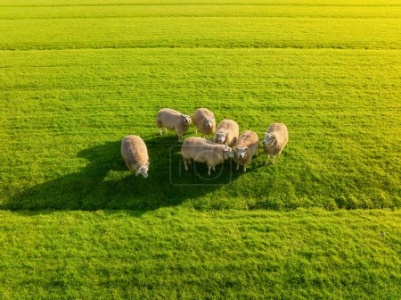 Foto de Una vista aérea de las ovejas. Agricultura y ganadería. Animales en pastos durante la puesta del sol. Ovejas pastando en el prado. Hierba jugosa y fresca en el campo. - Imagen libre de derechos