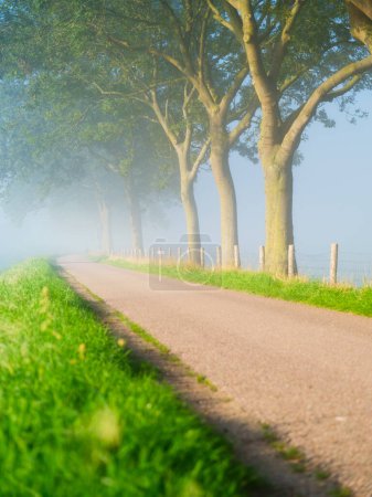 Photo for Fog during the morning hours. Trees and path for walking. Natural landscape. Tall trees in the park. Bright sun and thick fog. Photo for wallpaper and background. High resolution. - Royalty Free Image