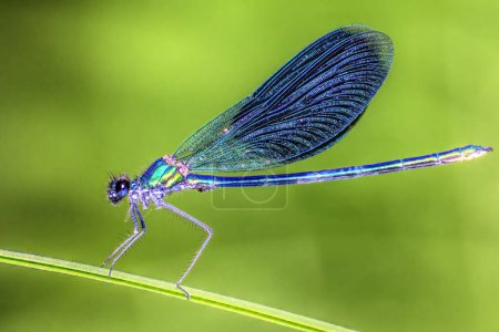 Photo for Blue dragonfly on a blade of grass close-up. - Royalty Free Image