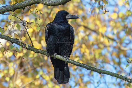 Téléchargez les photos : Un corbeau noir est assis sur une branche sur un fond de feuilles d'automne jaunies, gros plan. - en image libre de droit