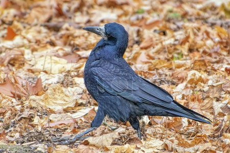 Téléchargez les photos : Un corbeau noir marche sur les feuilles tombées d'automne dans le parc gros plan. - en image libre de droit
