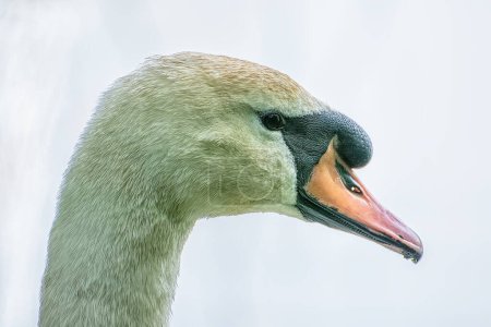 Photo for The head of a mute swan close up. - Royalty Free Image