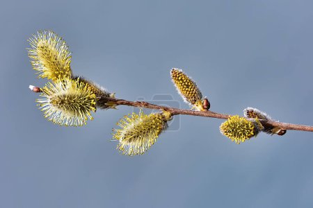 Téléchargez les photos : Inflorescence d'étamines fleurs de saule gros plan sur le fond du ciel. - en image libre de droit