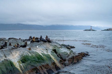 A group of sea lions is resting on the slope of a rocky islet. Cormorants are sitting on the cliff. Mountains against the sky. Argentina. Isla de los Lobos. The 