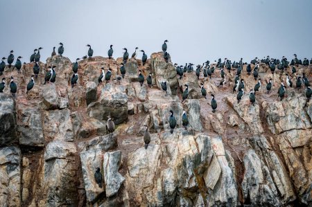 Pingouins de Magellan sur la plage de Cabo Virgenes au kilomètre 0 de la célèbre Ruta40 dans le sud de l'Argentine, Patagonie, Amérique du Sud 