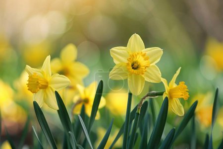 Narcisos amarillos en el jardín. Flores de primavera. Fondo de naturaleza