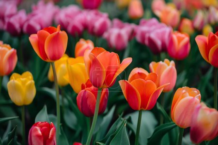 Incroyables fleurs de tulipes blanches fleurissant dans un champ de tulipes, sur fond de fleurs de tulipes floues au coucher du soleil.