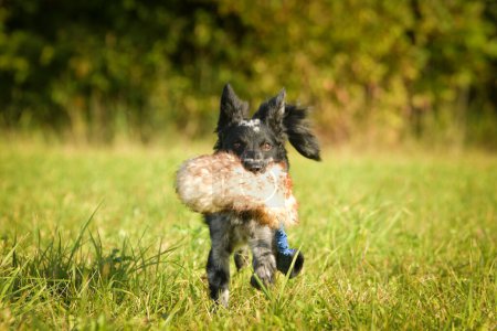 Téléchargez les photos : Portrait de chien chiot mudi. Elle est si gentille.. - en image libre de droit