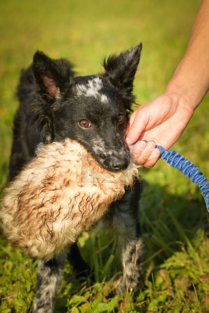 Téléchargez les photos : Portrait de chien chiot mudi. Elle est si gentille.. - en image libre de droit