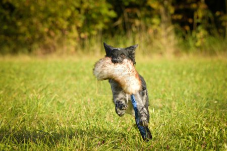 Téléchargez les photos : Portrait d'un chiot mudi qui court. Elle est si gentille et heureuse.. - en image libre de droit