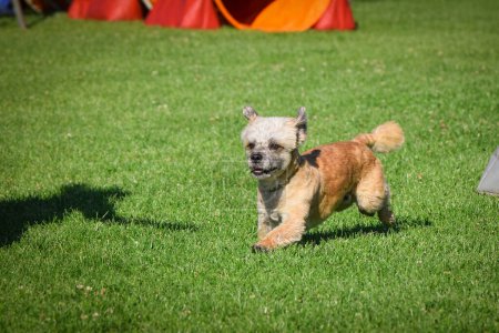 Foto de El perro corre por la hierba. Él es tan loco perro en viaje. - Imagen libre de derechos