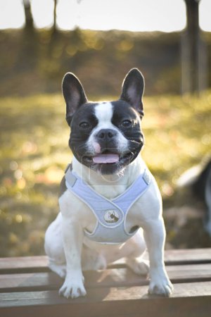 Foto de Autumn portrait of french buldog on bench. He is so cute in with this face. He has so lovely face. - Imagen libre de derechos