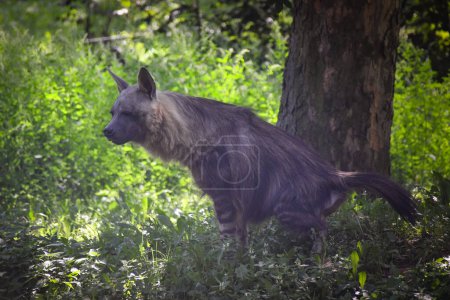 Foto de Hyaena brunnea está parada en el hábitat del zoológico. Ella es un hermoso animal con el pelo largo. - Imagen libre de derechos
