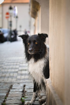 Foto de Border Collie está sentado en el centro de la ciudad. Está en el centro de Praga. Ella es tan paciente modelo. - Imagen libre de derechos