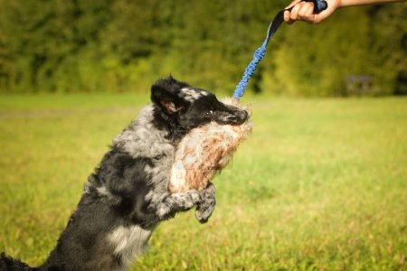 Foto de Portrait of running puppy mudi. She is so nice dog. - Imagen libre de derechos
