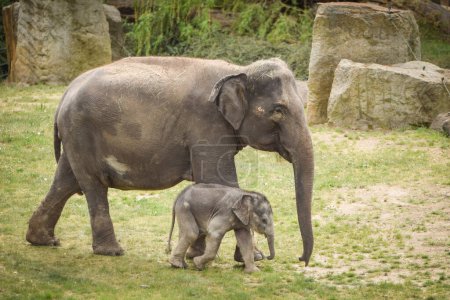 Foto de Elefantes indios en el hábitat del zoológico. Elefante bebé con su madre - Imagen libre de derechos