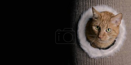 Photo for Cute red cat lies in a scratching barrel and looks out curiously. Panoramic image with copy space. - Royalty Free Image