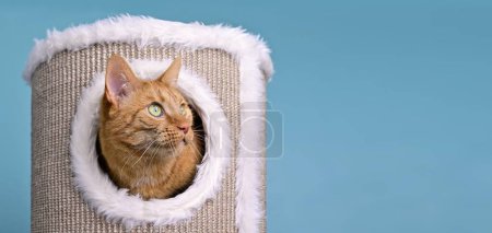 Photo for Cute ginger cat looking curious out of a scratching barrel. Panoramic image with copy space.. - Royalty Free Image