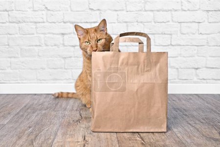 Photo for Cute red cat sitting behind a shopping bag and looking curious to the camera. - Royalty Free Image
