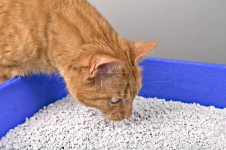 Photo for Close-up of cute red cat looking curious inside a litter box. Horizontal image with selective focus. - Royalty Free Image