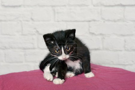 Photo for 6 week old, female, tuxedo kitten. Horizontal image with selective focus. - Royalty Free Image