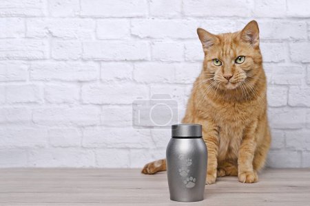 Foto de En recuerdo de una mascota. Gato rojo sentado junto a una urna de mascotas y llora. - Imagen libre de derechos