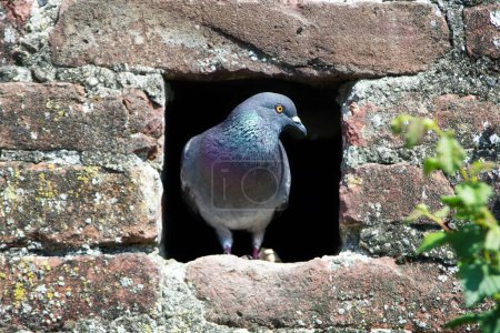 Téléchargez les photos : Pigeon oiseau assis dans un trou sur le mur de la ville d'Ulm. - en image libre de droit