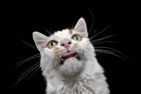 Photo for Close up of silly cat making funny face with tongue out. - Royalty Free Image