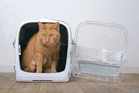 Lindo gato jengibre sentado en un portador de mascotas abierto y mirando hacia otro lado.