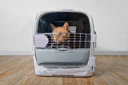 Red cat looking anxiously out from a closed pet carrier.