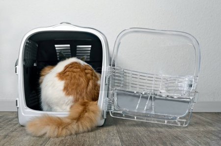 Cute tabby cat sitting in a open pet carrier. Rear view.
