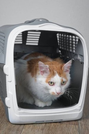 Niedliche gestromte Katze schaut ängstlich aus einer offenen Haustiertasche heraus. Vertikales Bild.