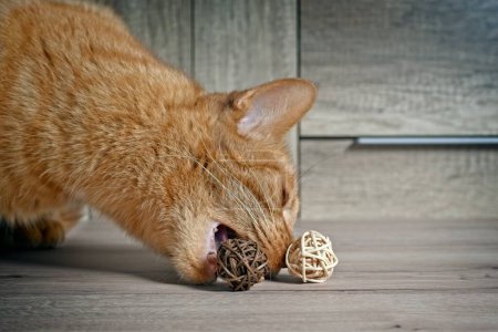 Funny ginger cat playiing with decoration wicker balls on the table.